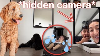 WE LEFT OUR BABY ALONE WITH OUR DOGS *SHOCKING REACTION*