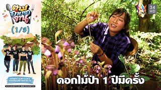 เข้าป่าตามหา ดอกดิน ดอกไม้ป่า 1 ปีมีครั้ง | ตามอำเภอจาน | 18 พ.ย.66 (1/3)