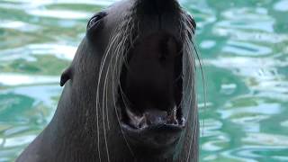 四国初！トドショー (桂浜水族館) 2018年3月24日