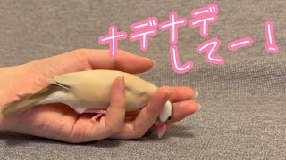 常にかまってほしい甘えんぼな文鳥こむぎ　癒し動物　面白い動物　Java sparrow