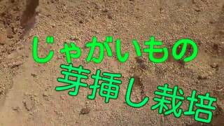 じゃがいも栽培 芽挿し栽培 植え付け編