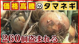 【盗まれる】価格高騰のタマネギ…収穫直前に畑から約２６０個抜き取られ…《新潟・妙高市》