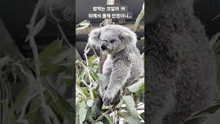 밥먹는 코알라 몰래 뒤에서 만지면 생기는일 #코알라 #koala