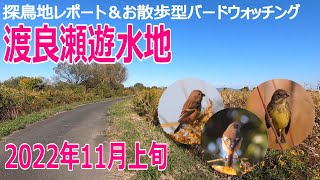 渡良瀬遊水地の探鳥地レポートです　冬鳥のメスによく出会えました　2022年11月上旬