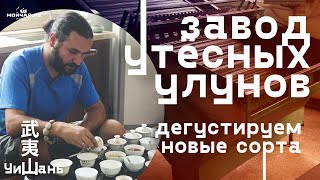 Уишань. Завод утёсных улунов. Дегустируем новые сорта