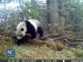 CCTV: unweaned wild panda bites camera in forest