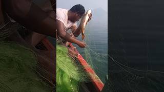 Hirakud dam re rohi machha dhara #hirakuddam #fishing #video #viral #viralvideo #shortvideo #dam