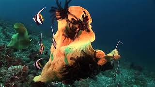 11 HOURS Stunning 4K Underwater footage + Music   Nature Relaxation™ Rare & Colorful Sea Life Video