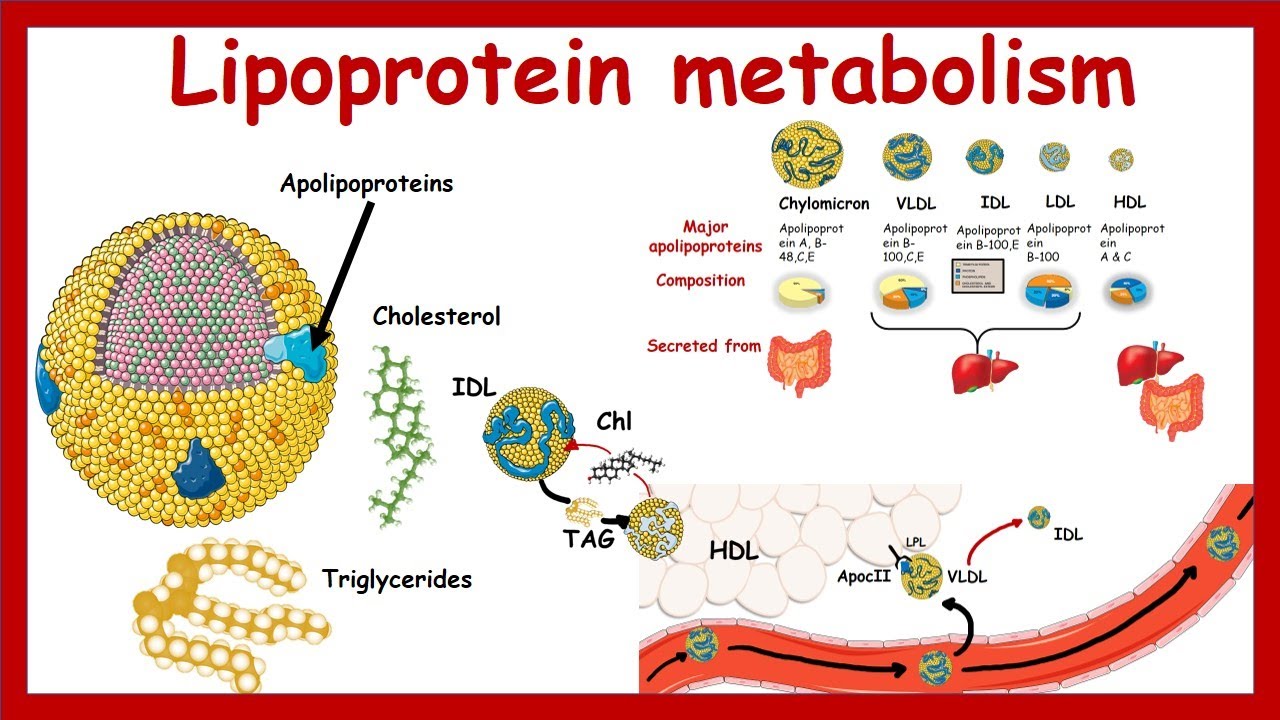 Lipoprotein Metabolism And Transport | Chylomicron, VLDL,IDL, LDL,HDL ...