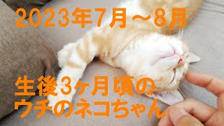 ウチのネコちゃんの生後２～3ヶ月頃に、動画ＵＰしてなかったりしてたりでとりあえずまとめてみた😊