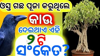 ଓସ୍ତ ଗଛ ପୂଜା କରୁଥିଲେ କାଉ ଦେଇଥାଏଏହିf you worship the Oshta tree on Saturday, the crow gives this sign