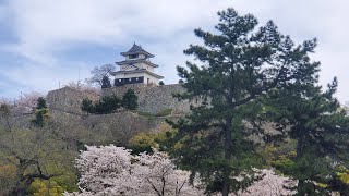 日本一高い石垣の城　　Japan's tallest castle with stone walls: Marugame Castle　　#日本の城　#Japanese Castle