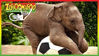 ZOBOOMAFOO - CUTE ANIMALS |  Episode | Animal Shows For Kids | TV Shows For Chil