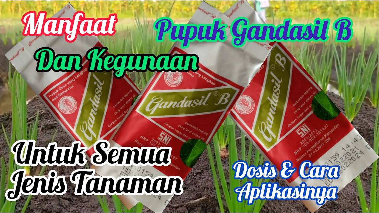 Manfaat Pupuk Gandasil B,Cara Penggunaan Dan Aplikasi Untuk Tanama,Padi ...