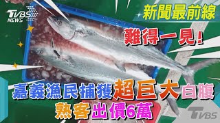 難得一見!嘉義漁民捕獲超巨大白腹 熟客出價6萬｜TVBS新聞@TVBSNEWS01