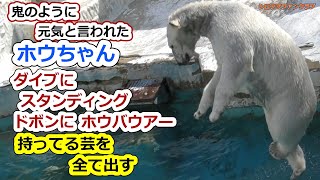 鬼のように元気と言われたホウちゃん💗ダイブにスタンディングドボンにホウバウアー持ってる芸を全て出す【天王寺動物園】