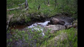 Relaxing Birds sound Finnmark  Vadsø  Northern  Norway pictures