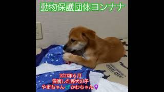 @plusde24  #動物保護団体ヨンナナ #保護活動 #保護犬 #野犬 #野犬の子 #元野犬 #保護活動の現実