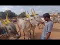 రాతన భాస్కర్ అన్న గారి ఎద్దులు the biggest cattle market pattikonda pattikonda bulls market