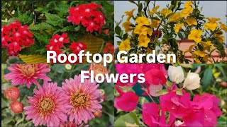 #rooftopgarden শীতকালে কি কি ফুল ফুটলো বাগানে💝👌#flowers #wonderfulmoments#gardenlovers @Sabuj_mon