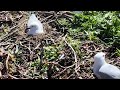 silver gulls nesting in new zealand