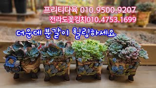 23.7.28.아모르파티 모아심기~아미스타.분갈이해요.선물받은 엉겅퀴화분 이뽀욤