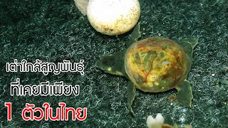 เต่าบินที่เคยมี 1 ตัวในไทย กลายเป็นนับหมื่นตัวได้อย่างไร? (ไม่ใช่ตู้กดน้ำ)