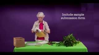 Sample Submission Botany