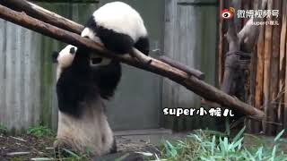 Few months ago, Baby Hehua's head got stuck and Mama YuanRun tried to save her🥰🐼🐼|Panda HappyLand