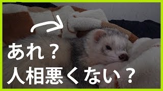 朝から変顔をキメてくるフェレット - ferret lab #184