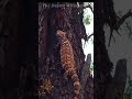 gila monster climbing a tree