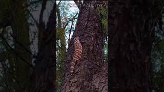 Gila Monster climbing a tree!