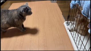 【初対面・子猫✖️先住猫】子猫との初顔合わせに先輩猫がこわばりながら近寄ったら…こうなりました