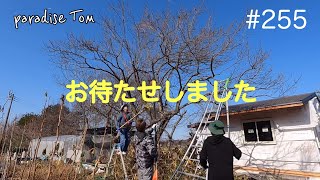 【土地開拓日記】#255 梅の木の剪定します　枝切るだけですが… 山林から畑への道のり