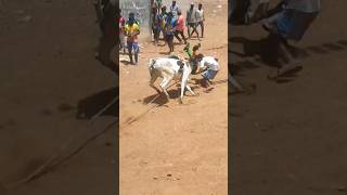 kilpalur jallikattu 1