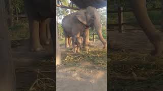 हातीको बच्चा(छावा) कती राम्रो।Elephants with its kid//हात्ती र हात्तिको छावा।