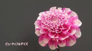 ダリアの華展　池袋サンシャイン　Dahlia Flower Exhibition Ikebukuro Sunshine