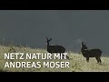 Rehbock, ledig, sucht... | NETZ NATUR mit Andreas Moser | DOK | SRF