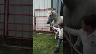 4H cloverbud horse showing