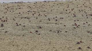 Soldier crabs (Mictyris platycheles) (1)