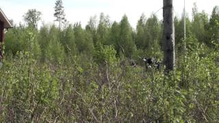 Telkkä pönttöön kameran vierestä. Common goldeneye (Bucephala clangula).