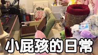 布偶貓 【啾咪Kissme】小屁孩的日常 2019/12/29