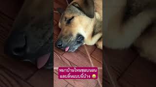 ทำไมชอบนอนแลบลิ้น😂 #dog #doglover #หมา #สัตว์โลกน่ารัก #ตลก