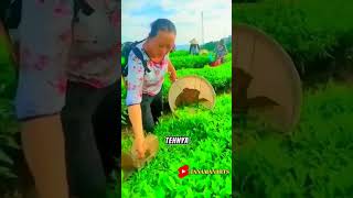 keren ❕ beginilah proses pemetikan pucuk teh yang menakjubkan #shorts #shortsvideo