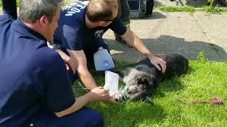 Canton firefighters rescue, revive dog from house fire