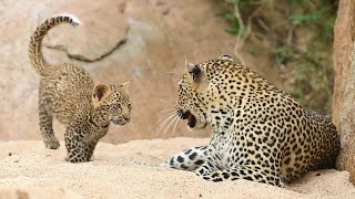 Amazing Leopard Video Footage Cubs - Big Cats Wildlife