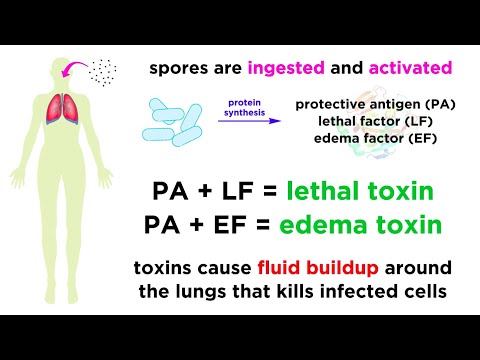 What is the common name for anthrax?