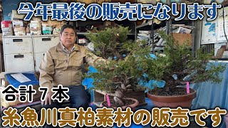 ※完売しました【番外編】３回目　糸魚川真柏の素材販売です合計７本【今年最後の販売になります】