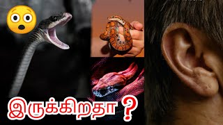 Snakes have ears or not | பாம்புக்கு காது இருக்கிறதா இல்லையா | balaji mech info