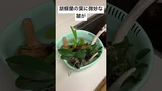 【胡蝶蘭】冬の部屋はどうにも胡蝶蘭の葉に皺がよる。ソーキングしとこ